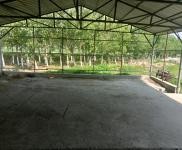 (出租) 牛舍出租，地理位置優越，離居民區遠，有獨立的化糞池