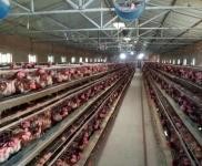 (出售) 梨樹建筑面積兩千適合養雞，倉庫，低價急售