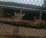 (出售) 公主嶺鹿場 離和平不遠 價格面議 有想買的聯系