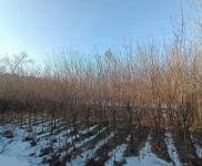 (出售) 遼源龍山市楊木村平房出售出售