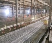 (出租) 寧江自己家地里蓋的雞舍出租