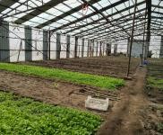 (出租)前郭 出租大棚1000,可做養(yǎng)殖,種植,鮮豐村,外帶地,有三項電,