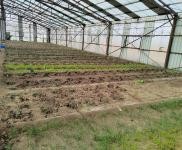 (出租)前郭 出租大棚1000,可做養(yǎng)殖,種植,鮮豐村,外帶地,有三項電,