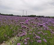 (出售) 前郭房廠出售 有空地，有廠房