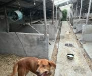 (出租) 延邊科技大學附近房屋出租。可做養狗圈