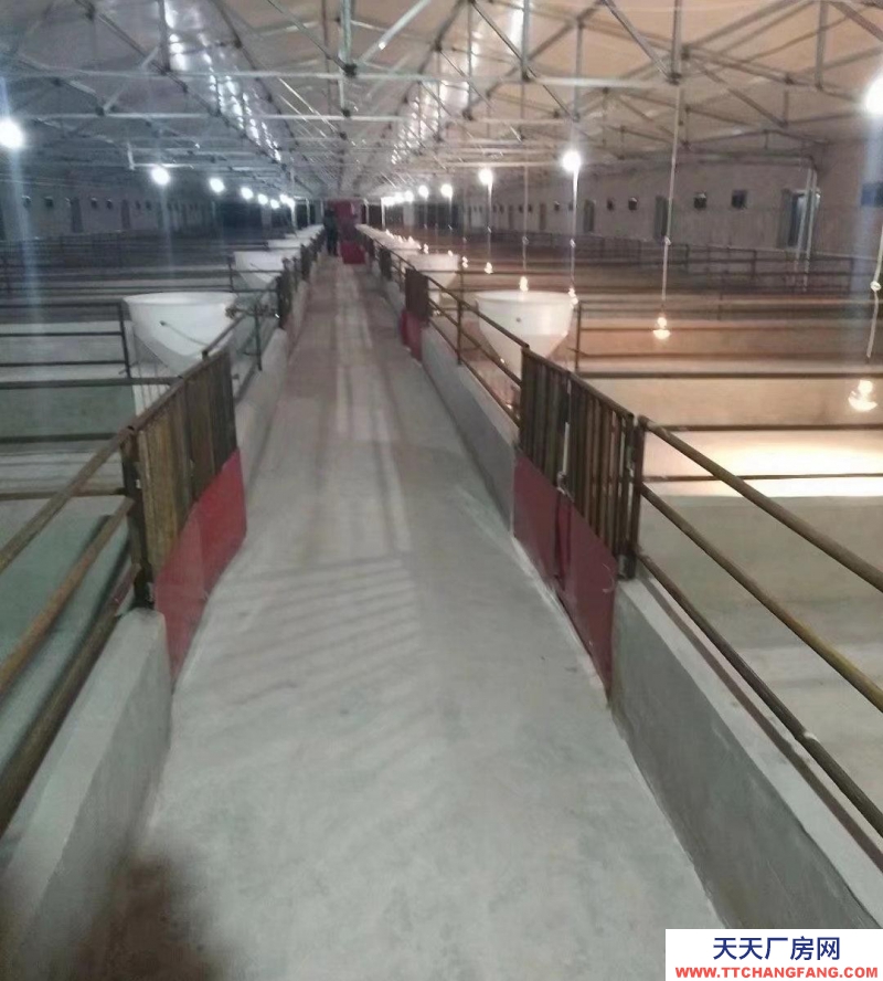 (出售) 出售年出欄2000頭豬場，售價21萬