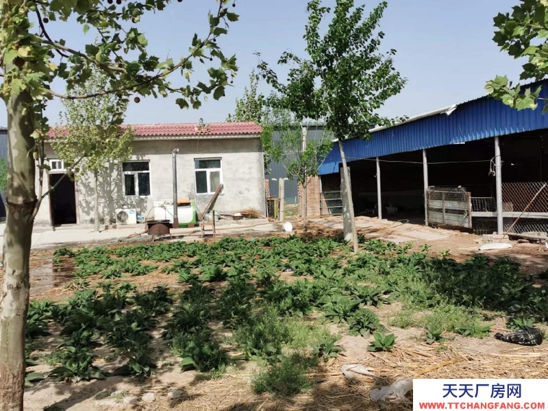 邢臺 任縣  (出租) 大豆村村北，總面積6畝，車間，庫房，鋼棚結構共1100平方