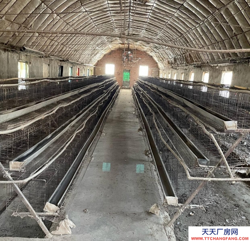 (出租) 養雞，養豬，養羊， 養牛，