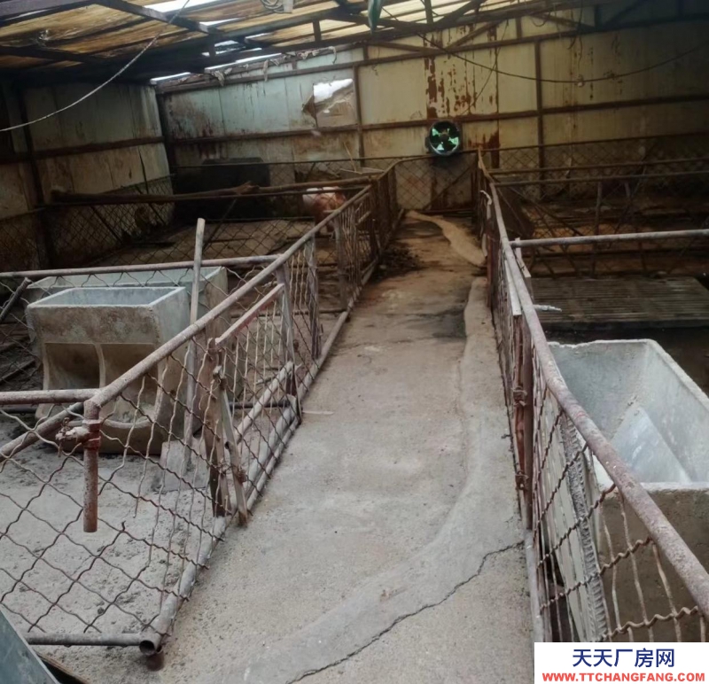 (出租) 家里豬場出租，各種設備齊全