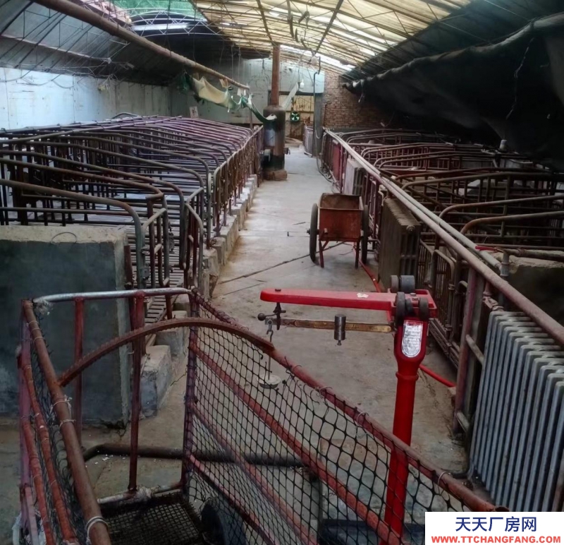 (出租) 家里豬場(chǎng)出租，各種設(shè)備齊全