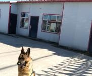 (出售)延邊龍井 國有土地 土地面積4千平獨(dú)門獨(dú)院 還有兩百多平的 簡易房