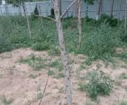 (出租) 濮陽清豐兩個四百五十平方米，一個六百五十平方米。