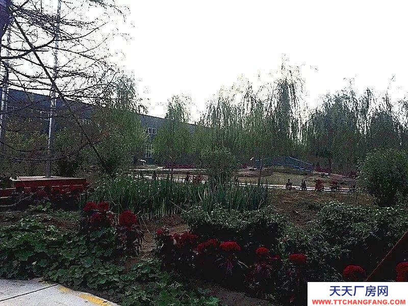 (出租) 威縣開發區廠房4萬平，水電齊全，交通便利，可整租，也可分租。