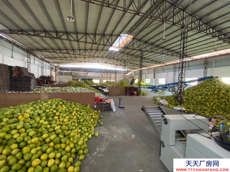 (出租) 梅州梅縣雁洋鎮標準倉庫水果倉庫