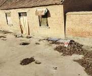 (出租) 周口淮陽1.5畝農家大院，院內十多間瓦房，一個彩鋼大棚。