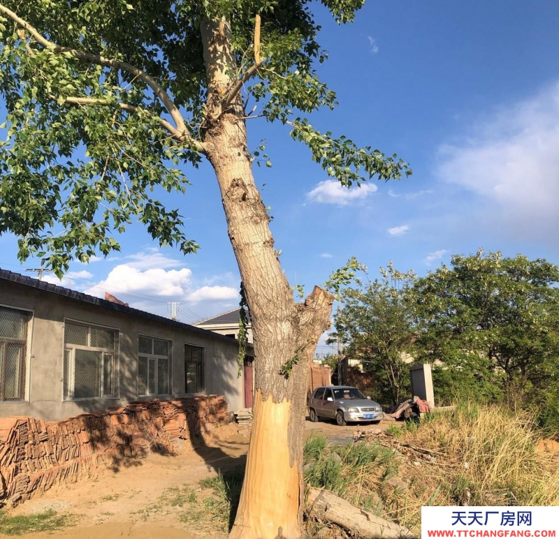 張家口 宣化  (出租) 急出租 獨門獨院適合休閑娛樂的農村小院