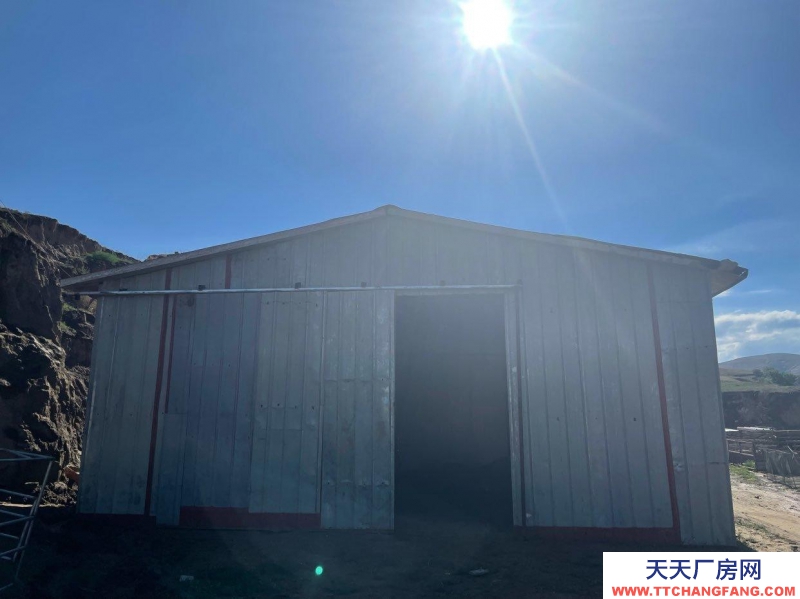 (出售) 和林格爾出租出售轉讓養殖藏香豬場地、大量藏香豬轉手低價賣