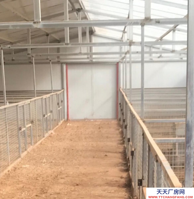 (出售) 和林格爾出租出售轉讓養殖藏香豬場地、大量藏香豬轉手低價賣