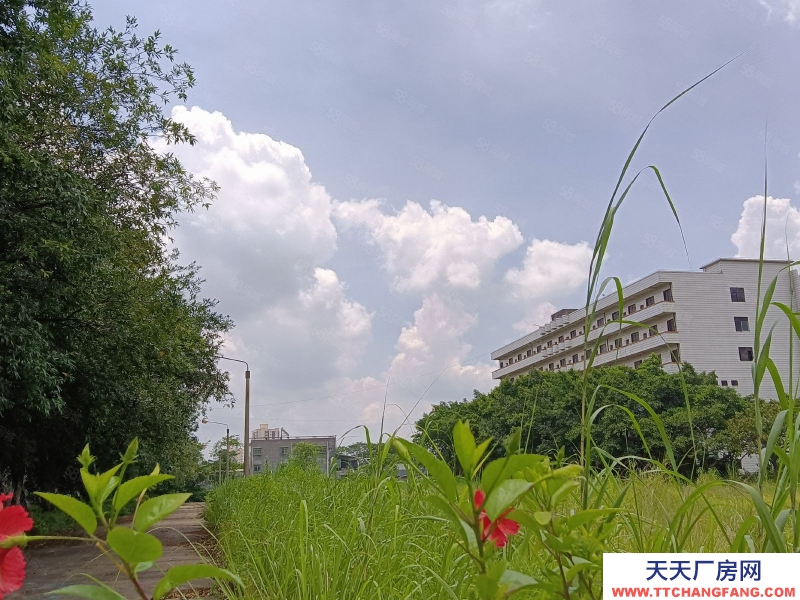 (出租) 河源市東源縣原房東獨(dú)門(mén)獨(dú)院廠房招租可分租適合其他乳制品類(lèi)