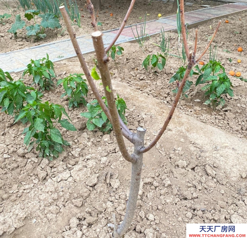 張家口 懷來 (出售) 出售大面積茶葉及相關(guān)制品廠房位置優(yōu)越