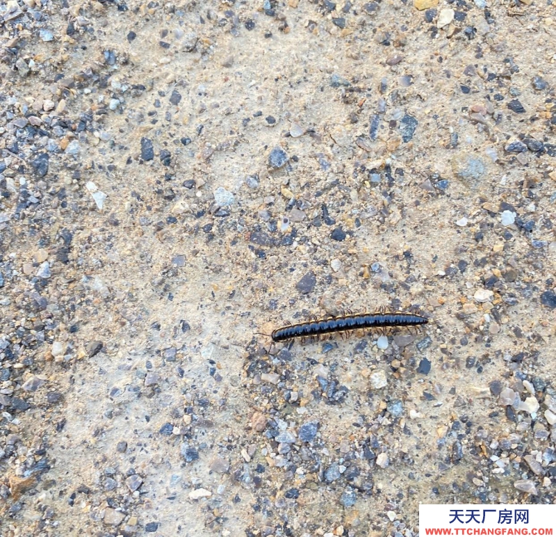 張家口 懷來 (出售) 出售大面積茶葉及相關制品廠房位置優越