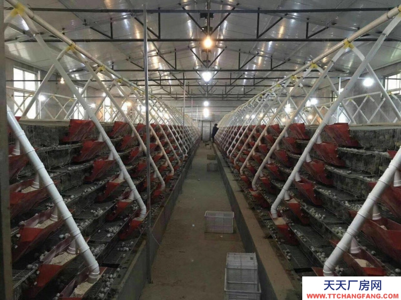 (出租) 出租九原牛場(chǎng)全自動(dòng)鵪鶉養(yǎng)殖場(chǎng)