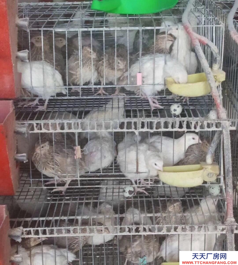 (出租) 出租九原牛場(chǎng)全自動(dòng)鵪鶉養(yǎng)殖場(chǎng)