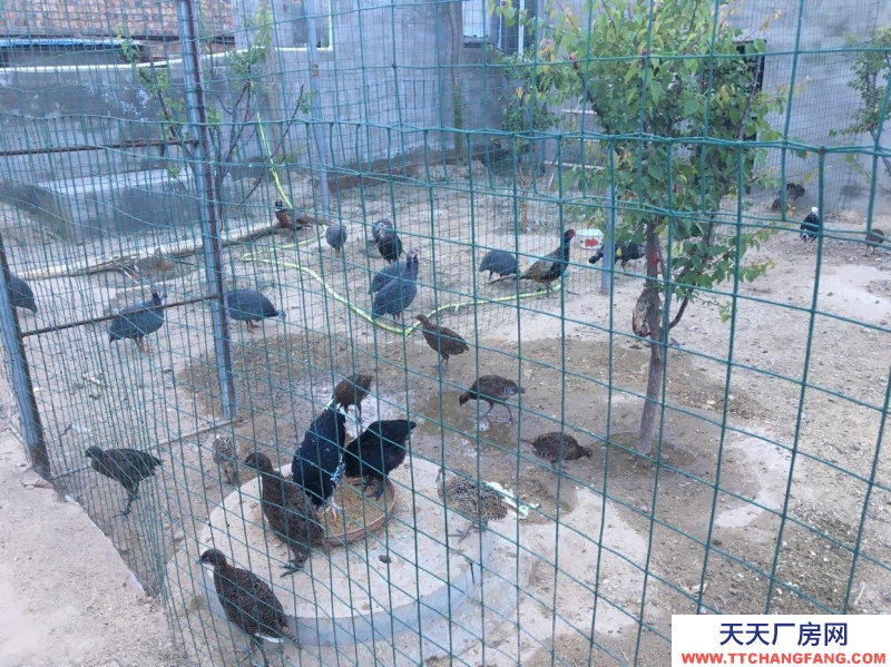 (出租) 出租九原牛場(chǎng)全自動(dòng)鵪鶉養(yǎng)殖場(chǎng)