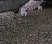 (出售) 信陽固始一個牛圈一個羊圈一個雞舍，兩套農宅