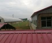 (出售)信陽固始住房2間，牛圈，羊圈，鵝棚，養(yǎng)雞場，魚塘，龍蝦塘