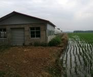 (出售)信陽固始住房2間,牛圈,羊圈,鵝棚,養雞場,魚塘,龍蝦塘