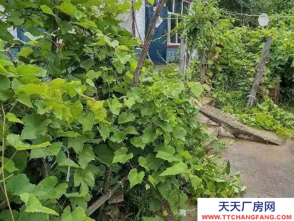 鐵峰總面積880平方米左右，房屋占地220平方米左右。養殖廠房