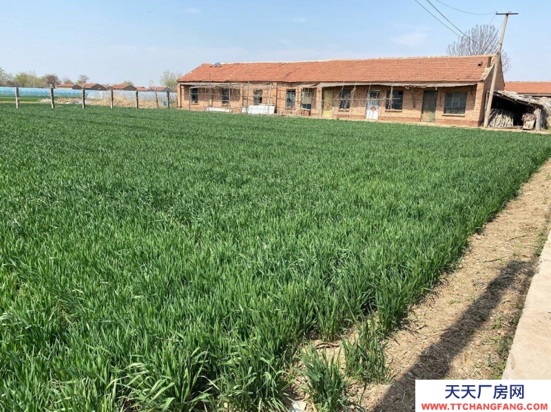 滄州 青縣(出租) 倉庫出租 交通便利 水電齊全 批發(fā)市場(chǎng)附近 帶院