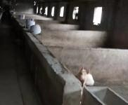 (出售)駐馬店確山 豬場(chǎng)出租或出售?。?！