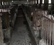 (出售)駐馬店確山 豬場出租或出售！！！