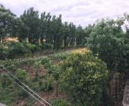 (出租) 駐馬店泌陽縣泰山三官廟 養(yǎng)家禽場(chǎng)地