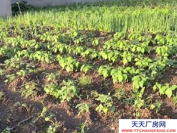 東山拎包入住 環境好，場地大，有上后院，有三個車庫，三個住房 養殖廠房