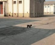 (出租) 駐馬店遂平火車站對(duì)面金益公司多棟倉庫