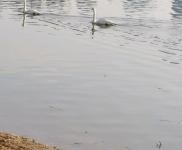 (出租) 三門峽陜州大道匯能電廠東門口，獨(dú)門獨(dú)院，水電齊全，