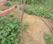 (出租) 鶴壁淇濱農村大院空閑，離快速通道很近，可改造使用。