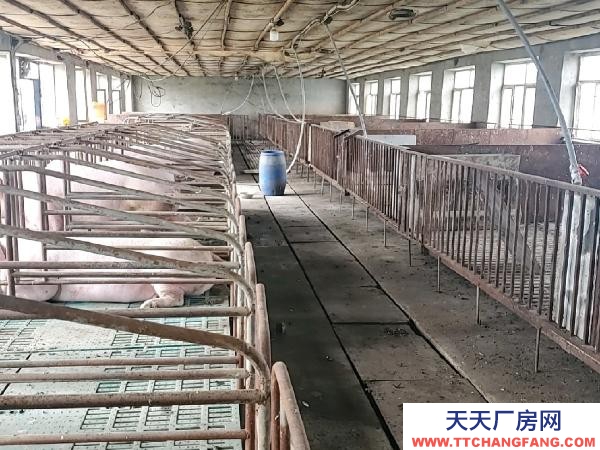 北林自建大型廠房 豬舍 水電齊全
